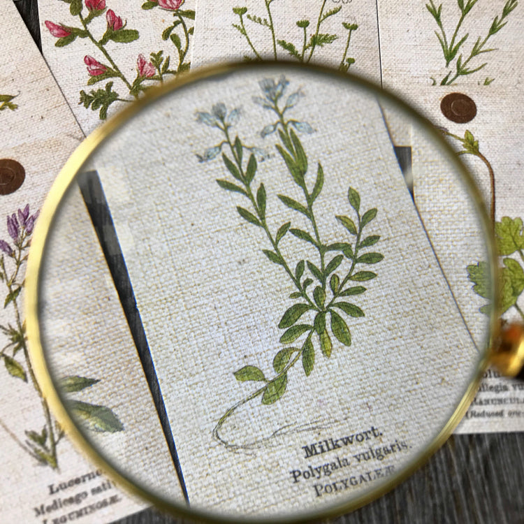 Vintage Plant Tag for Scrapbooking and Junk Journal – ViVi Stationery