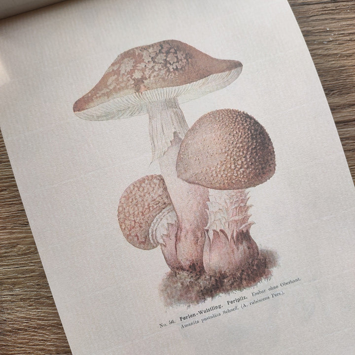 vintage mushroom scrapbook paper